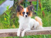 蝴蝶犬的颜色真的很重要吗?(蝴蝶犬最稀有的颜色有几种?)