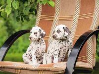 斑点狗为什么有斑点,最稀有和最常见的有那些?