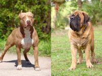 什么是斗牛獒混种?(斗牛獒的历史和起源)