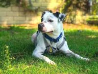 什么是达尔马提亚比特犬混种?(达尔马提亚斗牛犬杂交的历史和起源)