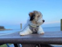 喜乐蒂牧羊犬杂交品种有那些?(14种可爱的喜乐蒂牧羊犬混种)