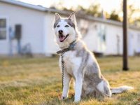 盘点有关西伯利亚哈士奇救援领养的10个地点