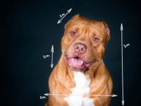 斗牛犬混种能有多大?最大能长多少斤?