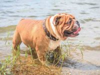 盘点有关英国斗牛犬最佳的10个救援领养地点