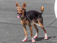 什么是鹿腿吉娃娃?(鹿腿吉娃娃的历史和起源)