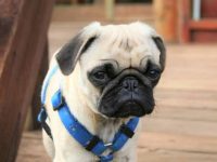 什么是茶杯哈巴狗?长什么样子?