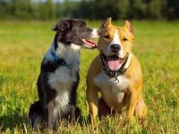 什么是边境牧羊犬斗牛犬混种?(边境牧羊犬斗牛犬杂交的历史起源)