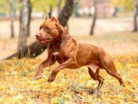 为什么比特犬肌肉如此发达?(比特犬锻炼肌肉的五种方法)