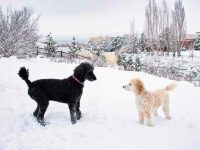 贵宾犬毛色几种颜色?(贵宾犬颜色超全合集)