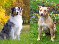 什么是澳大利亚牧羊犬斗牛犬混种?(澳牧比特犬杂交的历史和起源)