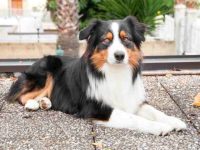 盘点有关澳大利亚牧羊犬最佳的10个救援领养地点