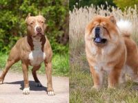 什么是斗牛犬松狮犬混种?(比特犬松狮杂交的历史和起源)