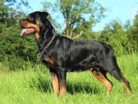 罗威纳犬几岁应该断尾,多长时间才能痊愈?