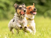 长毛杰克罗素梗犬的样貌特征和生活习性