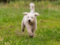 什么是迷你澳大利亚拉布拉多犬?(迷你澳大利亚拉布拉多外观特征)