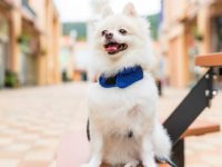 盘点有关巴博美犬最佳的10个救援领养地点