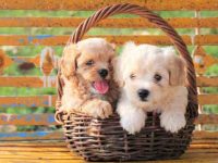 贵宾犬最稀有和最常见的颜色是什么,长大后会变色吗?