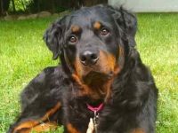 长毛罗威纳犬多少钱一只?(长毛罗威纳犬能活多少年)