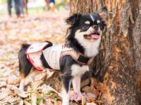 盘点有关吉娃娃救援领养的10个地点