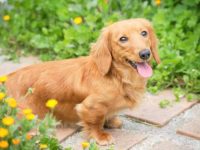 长毛迷你腊肠犬成年后能长多大,寿命有多长?