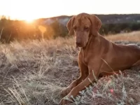 维兹拉犬的实际寿命是多少?(影响维兹拉犬寿命的三大因素)