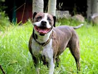 什么是科尔比斗牛犬?(科尔比斗牛犬血统的历史和起源)