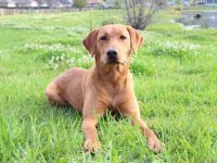 什么是红狐拉布拉多犬?(红狐拉布拉多的历史和起源)