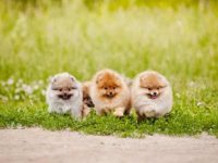 什么是茶杯博美犬?寿命有多长?