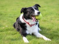 边境牧羊犬是好的家庭犬吗?公的还是母的适合陪伴孩子?