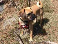 可卡犬和哈巴狗混血的起源和历史