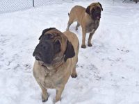 公獒犬与母獒犬哪个好?(公獒犬与母獒犬的6大区别)