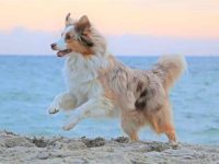 澳大利亚牧羊犬和儿童相处要如何训练?