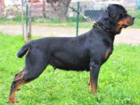 为什么要对罗威纳犬进行断尾,断尾的好处有哪些?