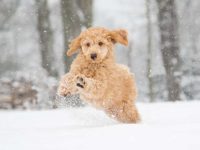 什么是中型贵宾犬?成年后能长多大?