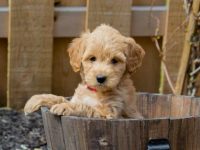 盘点全球出售高质量金毛幼犬的十大排名地点