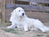 大比利牛斯山犬最大能长到多少斤?