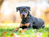 澳大利亚牧羊犬罗威纳犬混血要多少钱一只?