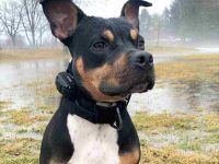 三色斗牛犬要多少钱一只?稀有吗?