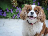 查理王小猎犬历害吗?掉毛量是多少?