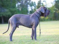 大丹犬常患哪些疾病?大丹犬5种常见健康问题!