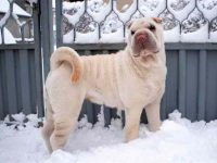 沙皮狗最稀有和最常见的颜色有哪些?