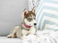 盘点全球出售高质量西伯利亚哈士奇幼犬的十大排名地点