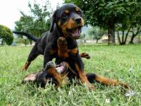 罗威纳犬公的好还是母的好,养起来有什么区别?