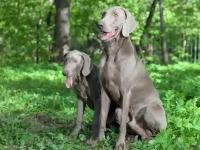 雄性威玛猎犬与雌性威玛猎犬之间的6大区别