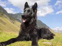 黑色德国牧羊犬要多少钱一只?(黑色德国牧羊犬有攻击性吗?)