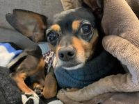 迷你罗威纳犬多少钱一只?