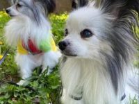 蝴蝶犬有那些颜色?(蝴蝶犬幼犬长大后会变色吗?)