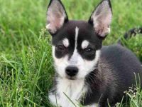 吉娃娃哈士奇混血多少钱一只?(吉娃娃哈士奇杂交的优缺点)