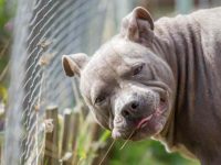 斗牛犬冬天可以住在户外吗?(为什么斗牛犬不喜欢室外温度?)