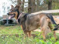 德国牧羊犬在成长过程中会改变颜色吗?